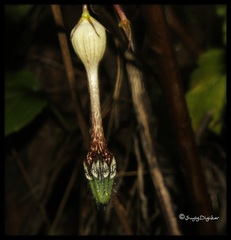 Ceropegia oculata