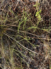 Euphorbia polyphylla image