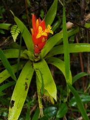 Guzmania berteroniana