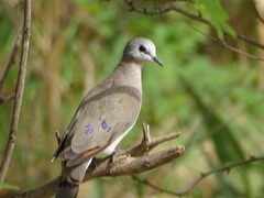 Turtur abyssinicus