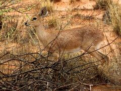 Raphicerus campestris steinhardti