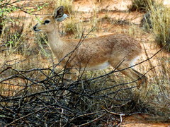 Raphicerus campestris steinhardti