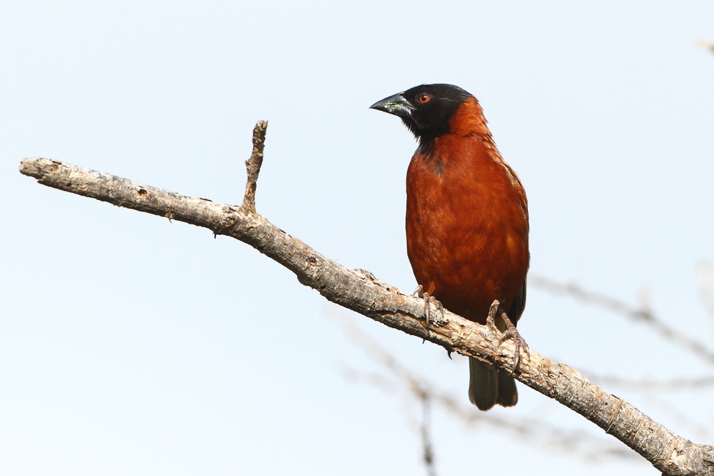 Chestnut Weaver (Ploceus rubiginosus) photo