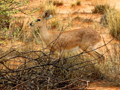 Raphicerus campestris steinhardti