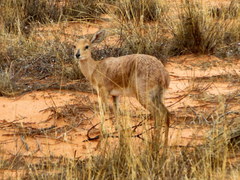 Raphicerus campestris steinhardti