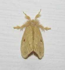 Euproctis bicolor