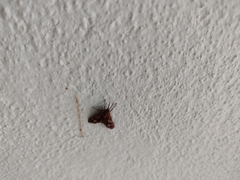 Psilopleura