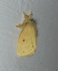 Euproctis bicolor