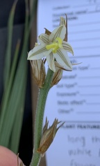 Chlorophytum transvaalense