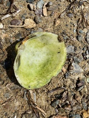 Spisula sachalinensis