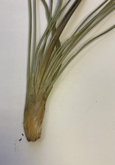 Chlorophytum transvaalense