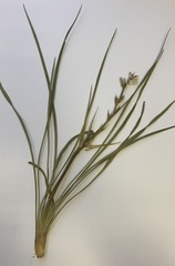 Chlorophytum transvaalense