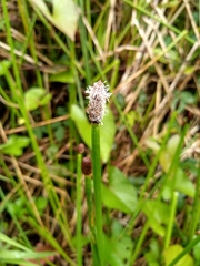 Eleocharis elegans