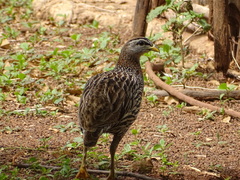 Pternistis bicalcaratus