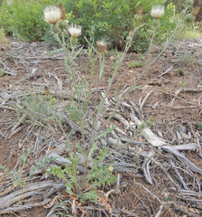 Cirsium tracyi