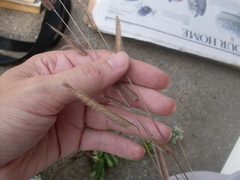 Bouteloua pectinata