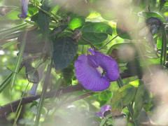 Centrosema brasilianum