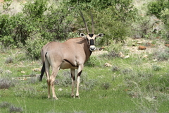 Oryx beisa beisa