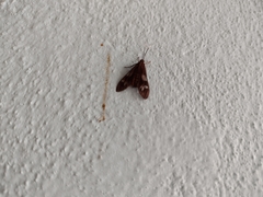 Psilopleura