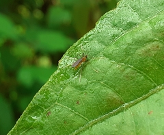 Diptera