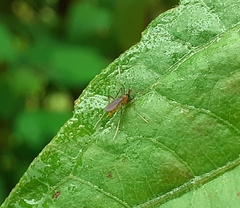 Diptera
