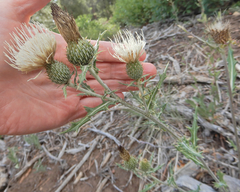 Cirsium tracyi