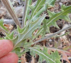 Cirsium tracyi