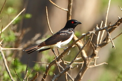 Speculipastor bicolor