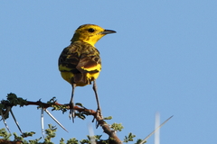 Tmetothylacus tenellus