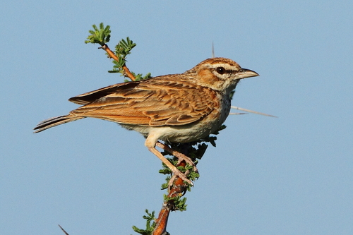 Fawn-colored Lark