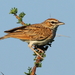 Fawn-colored Lark - Photo (c) markus lilje, some rights reserved (CC BY-NC-ND), uploaded by markus lilje