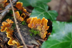 Stereum insignitum