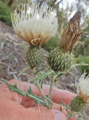 Cirsium tracyi