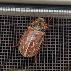 Polyphylla variolosa