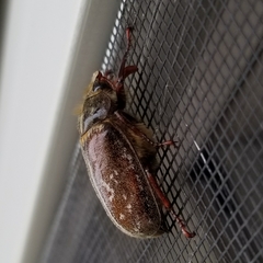 Polyphylla variolosa