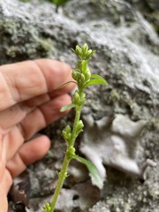 Solidago simplex monticola