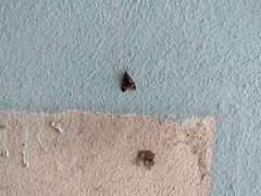 Psilopleura