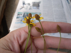 Acmella oppositifolia
