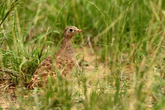 Pterocles lichtensteinii