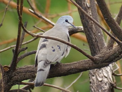 Turtur abyssinicus