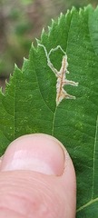 Caloptilia ostryaeella