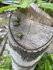 Acrocorisellus serraticollis