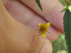 Bidens riparia