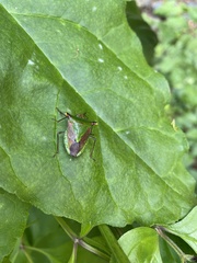 Acrocorisellus serraticollis