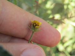 Bidens riparia