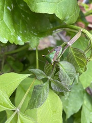 Acrocorisellus serraticollis