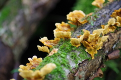 Stereum insignitum