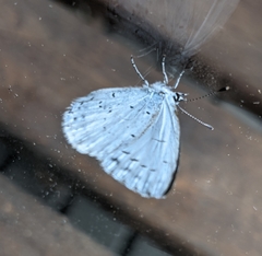 Celastrina argiolus