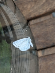 Celastrina argiolus