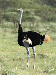 Struthio molybdophanes